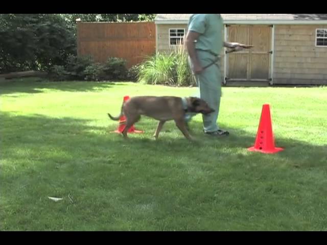 Figure 8’s: A Rehabilitation Technique for your Dog