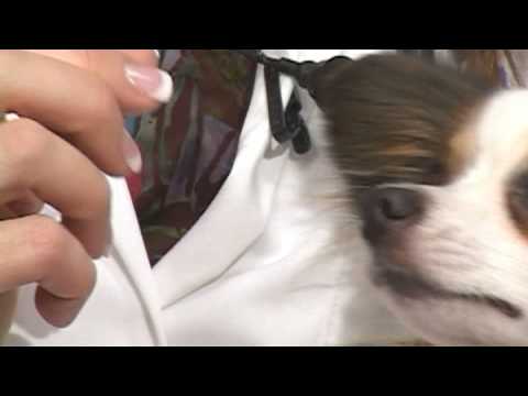 Dog Health Treatment & Advice : How to Treat a Dog’s Ear Hematoma