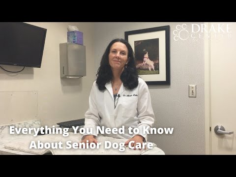 Everything You Need to Know About Senior Dog Care