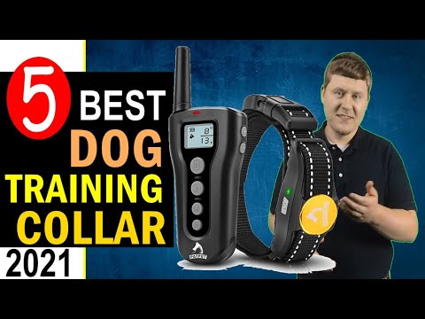 Best Dog Training Collar 2021  Top 5 Best Dog Training Collars Reviews