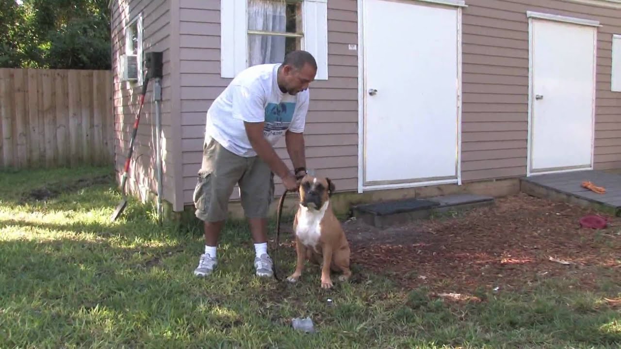 Dog Training & Canine Health : How to Train a Dog to Sniff Out