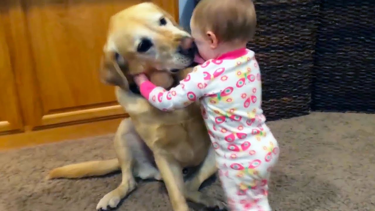 Adorable Babies Playing With Dogs and Cats – Funny Babies Compilation 2018