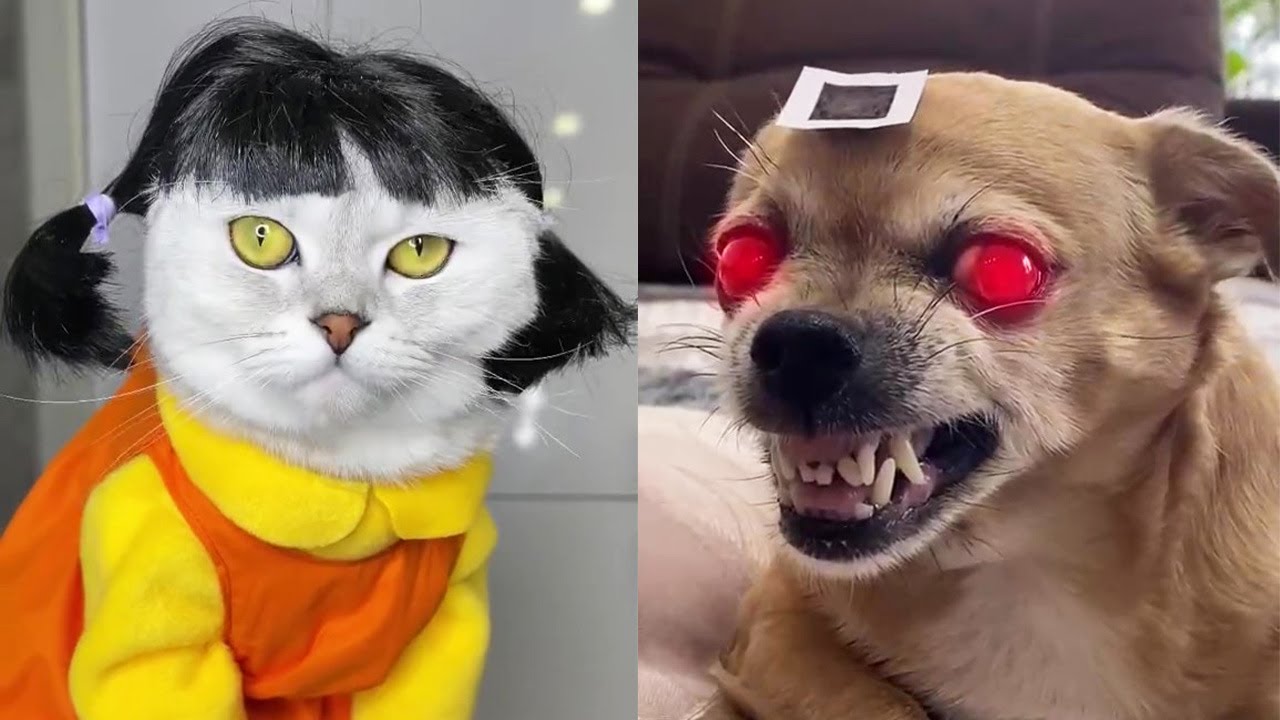 Squid Game Cats And Dogs Netflix – Tik Tok Trend Squid Game