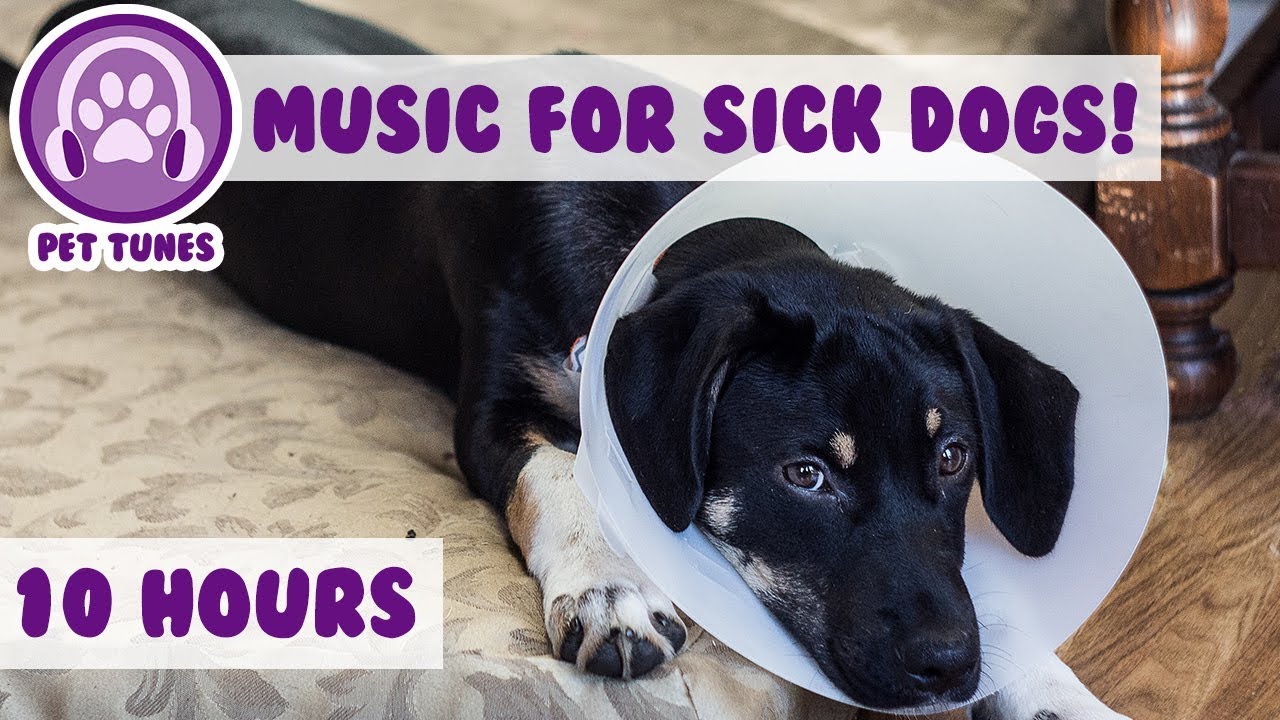 10 Hours! Relaxing Dog Music to Help Your Ill and Sick Puppy or Dog Recovering From Surgery!