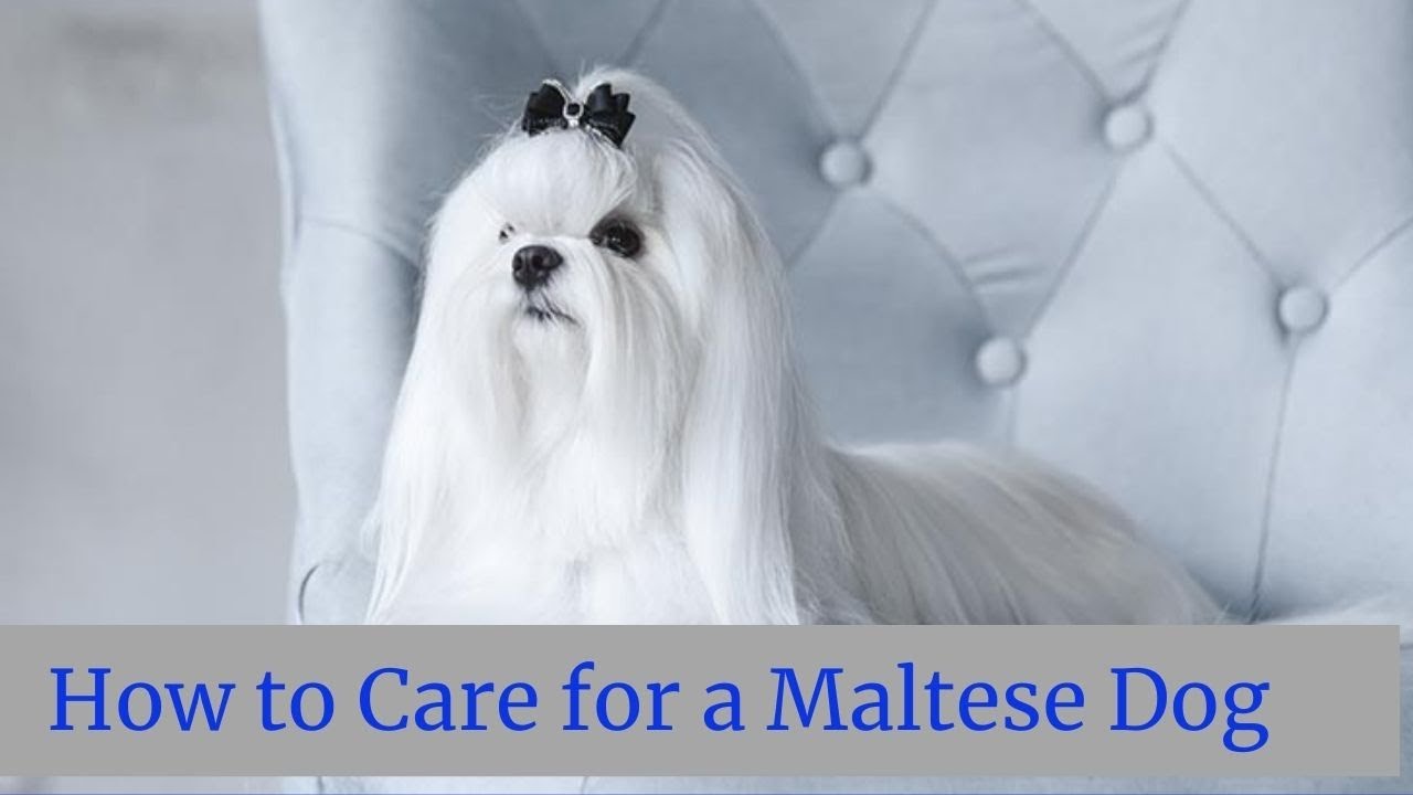 How to Care for a Maltese Dog || How to treat Maltese dog || Maltese Dog CARE