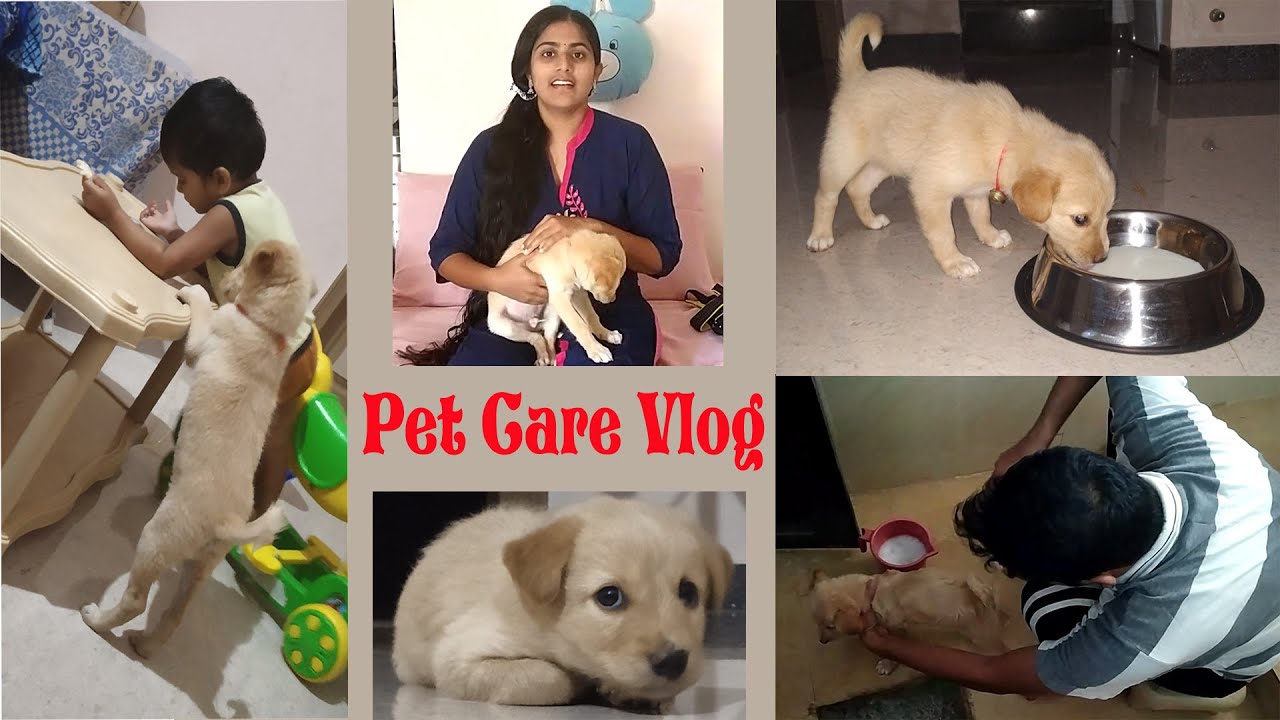 Pet Care I Scooby కోసం ఏమేమి తీసుకున్నామో తెలుసా I Telugu Ammayi with Eng Subs