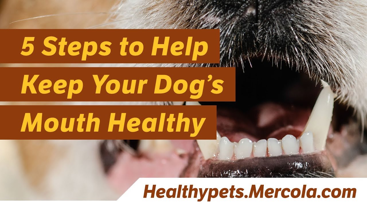 5 Steps to Help Keep Your Dog’s Mouth Healthy