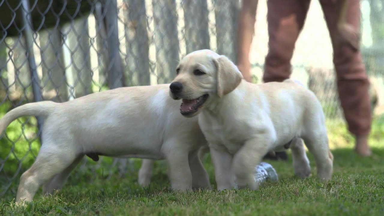 Puppies testing their future working dog skills