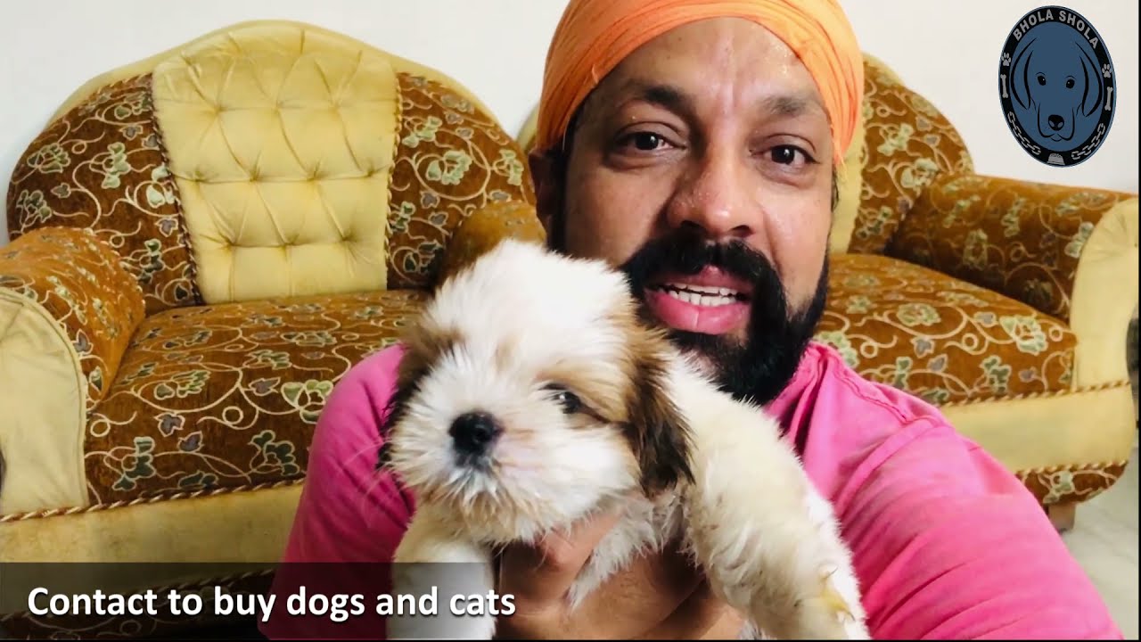 Dog Breeding – Owning Small Dogs | Puppies Breeds: The Pros And Cons. BholaShola.
