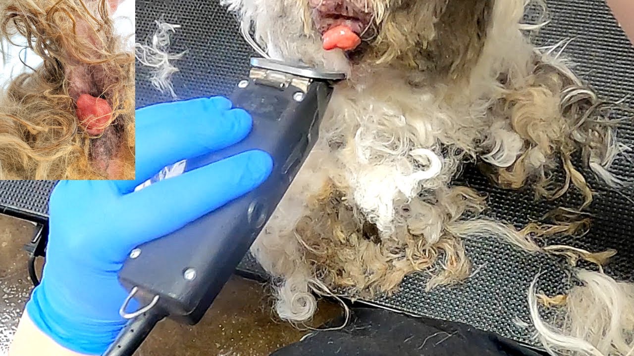 Grooming The Dog Everyone REFUSED | Difficult Grooming | Rovers Makeover Dog Grooming [CC] (rev)