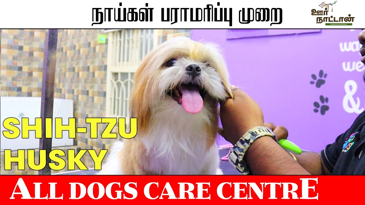 All Dogs Care Centre | நாய்கள் பராமரிப்பு முறை | Shih-tzu | Oor Naattan