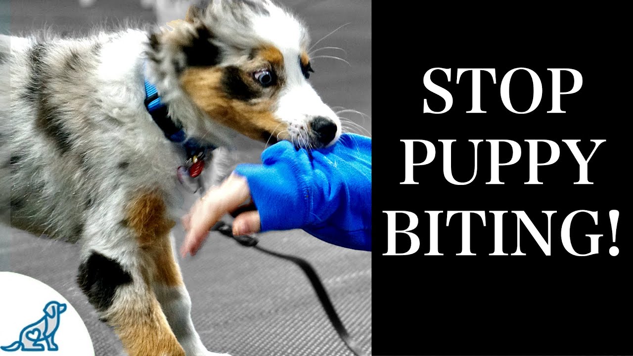 STOP Puppy Biting With These 7 Rules For Training