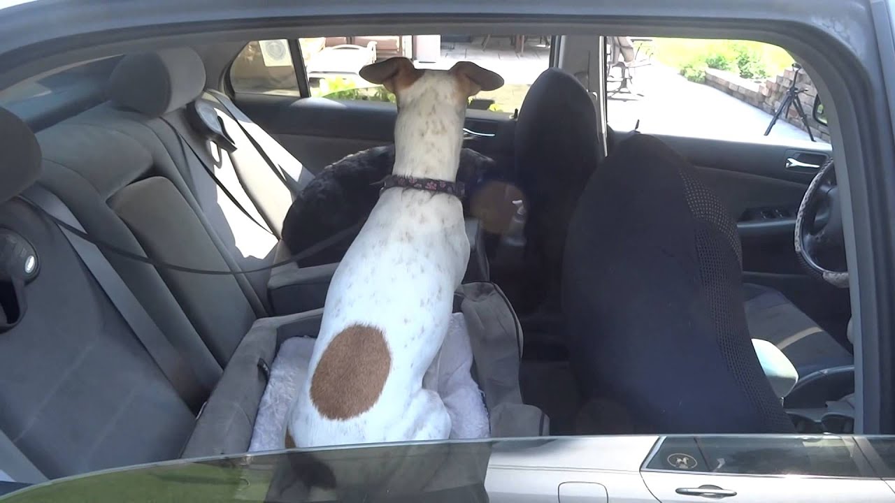 Penny and Annie get new dog car seats