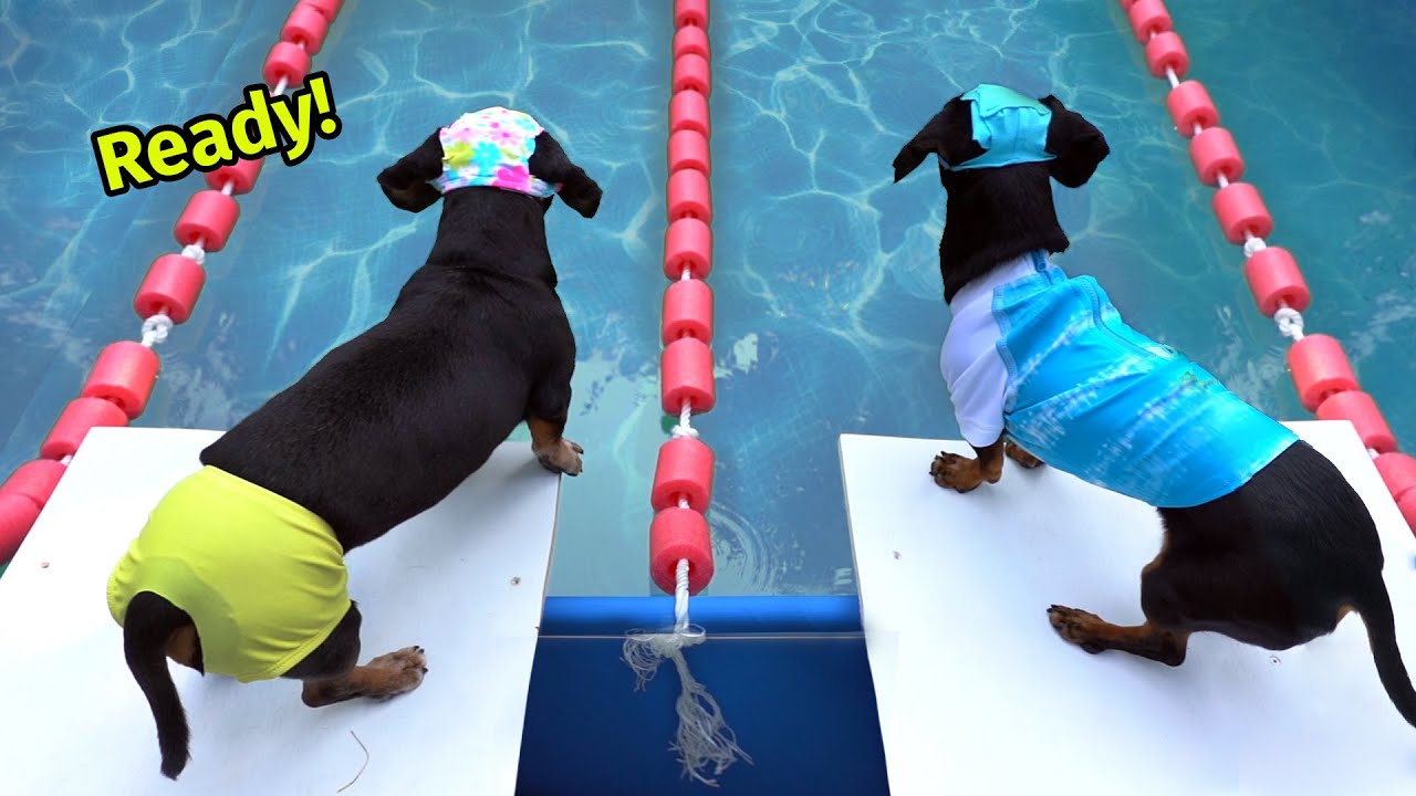 The Wienerlympics! – Cute & Funny Wiener Dog Video!