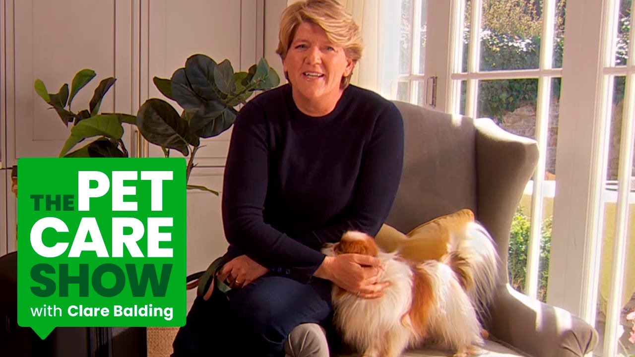 How To Travel With Your Cat or Dog. The Pet Care Show with Clare Balding|PETS AT HOME