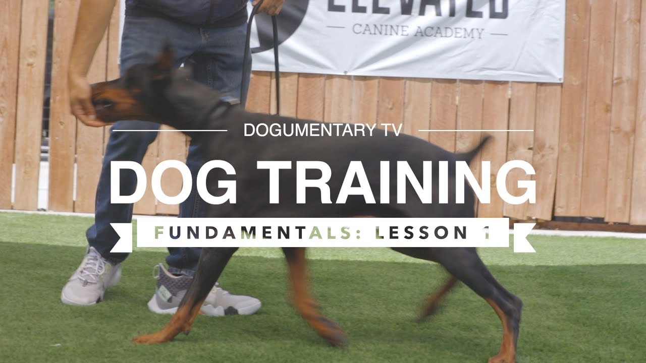 DOG TRAINING FUNDAMENTALS: LESSON 3 LURING