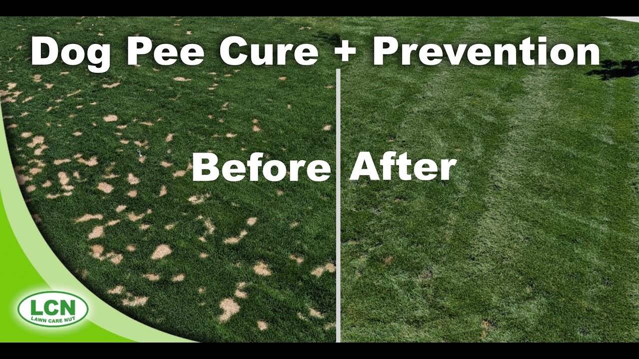 How To Prevent and Cure Dog Urine Spots In Lawns | Brown Spots