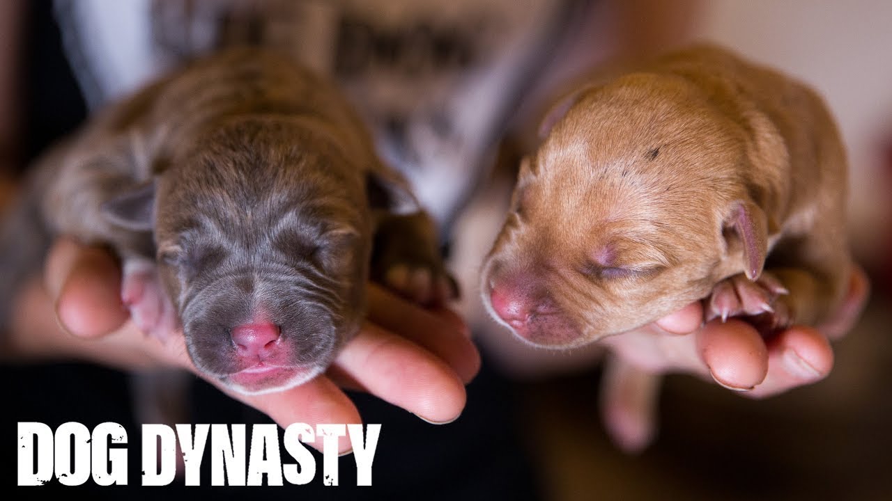 Hulk’s Pitbull Puppies Fight For Survival | DOG DYNASTY