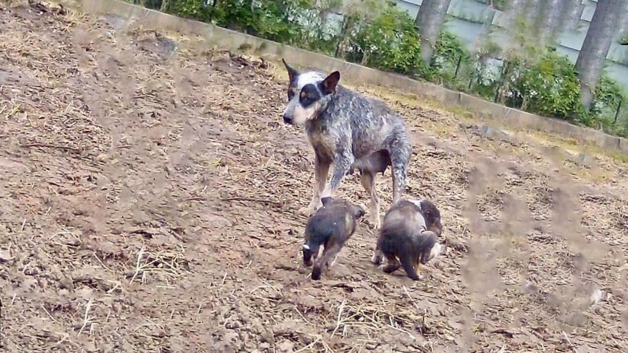 Stray puppies and mother dog suffered severe mange, dragging her rear leg on the road for long time