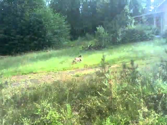 English bulldog Hulda, English bulldog can run fast, Funny dogs, Humor video,