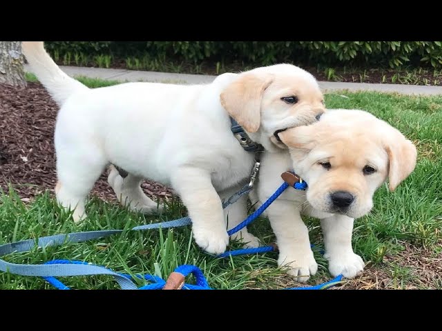 Funniest & Cutest Golden Retriever Puppies #27 – Funny Puppy Videos 2019