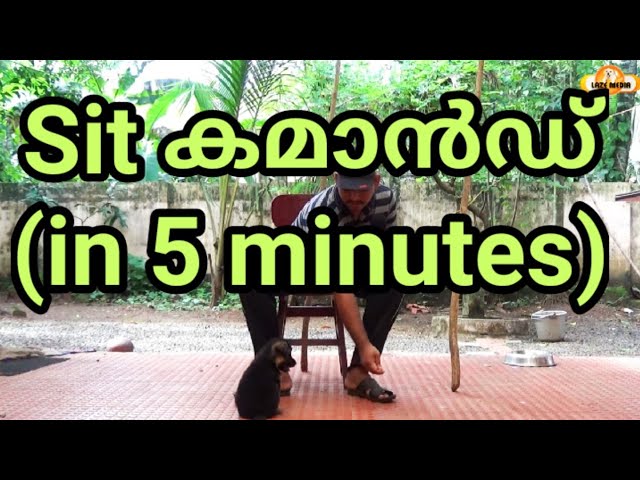 How To Train Your Dog ” SIT” : Dog Training Videos :dog training:sit command Malayalam : laze media