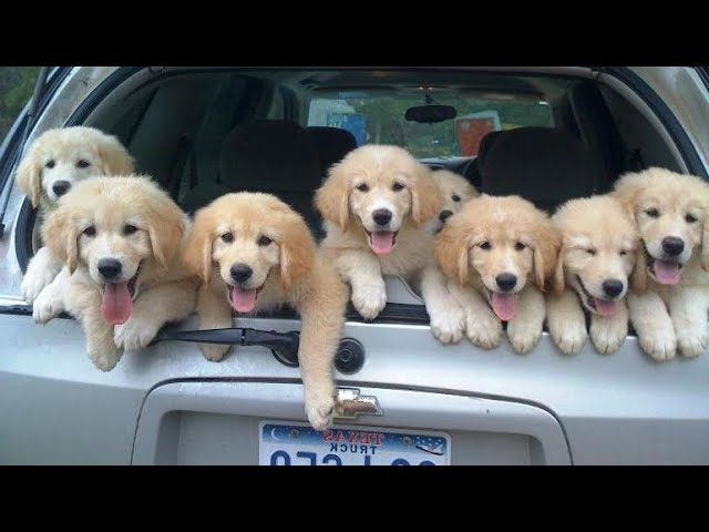 Funniest & Cutest Golden Retriever Puppies – 30 Minutes of Funny Puppy Videos 2021