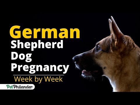 German Shepherd Pregnancy Stages Week by Week ! Dog Health ! Pet Care