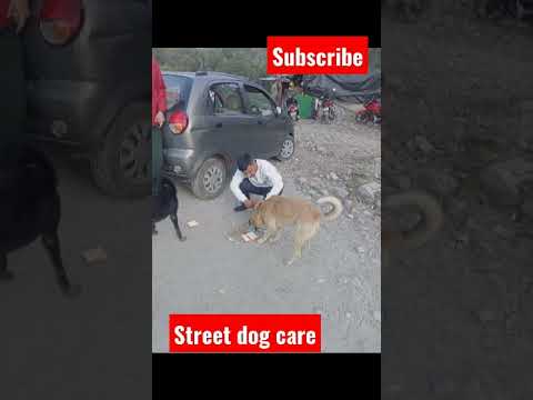 Street dog care |Helping street dag #short#shorts#viral#youtube#street_dog_care#helpdog#helping#help