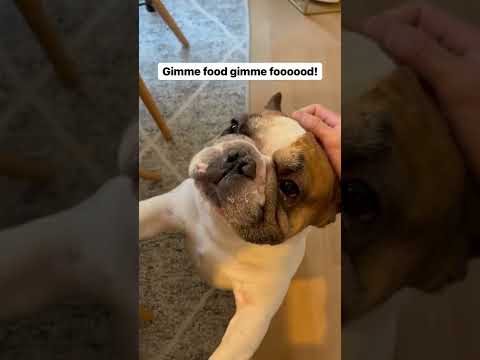 Give me Food #short #dog #dogfacts #viral #trending #dogvideos #doghealth #dognutrition #dogtraining