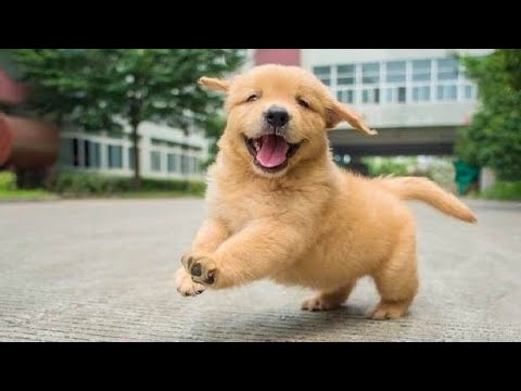 Funniest & Cutest Golden Retriever Puppies – 30 Minutes of Funny Puppy Videos 2020 #3