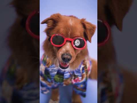 DOG HEALTH TIPS 1 #short