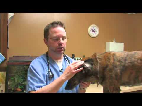 How to Heal a Hematoma in a Dog’s Ear