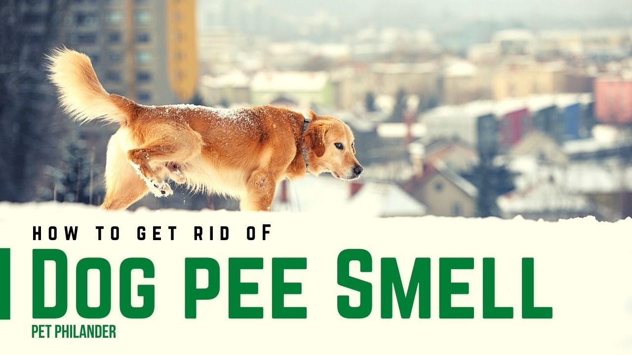 How to Get Rid of Dog Pee Smell 2021 ! Dog Care