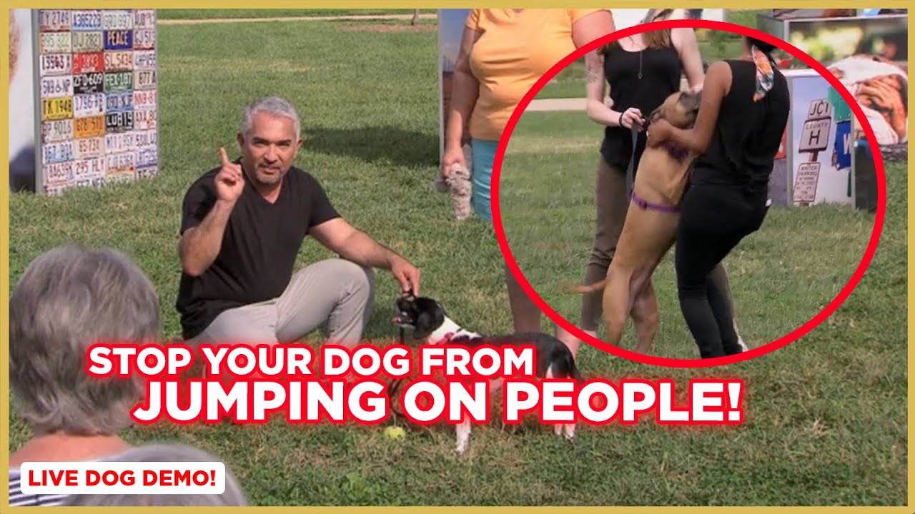 How To Stop Your Dog from Jumping on People w/ Cesar Millan!