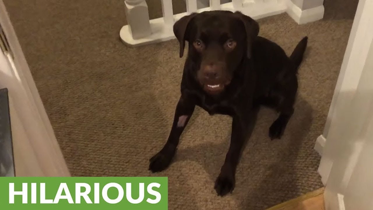 Happy dog zooms around to celebrate good health