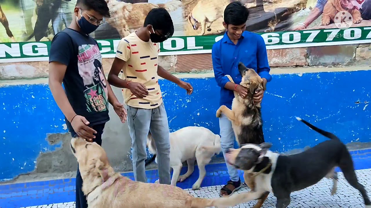 Dogloverprakash jodhpur dog hostel in jodhpur dog care center in jodhpur date 10/10/21