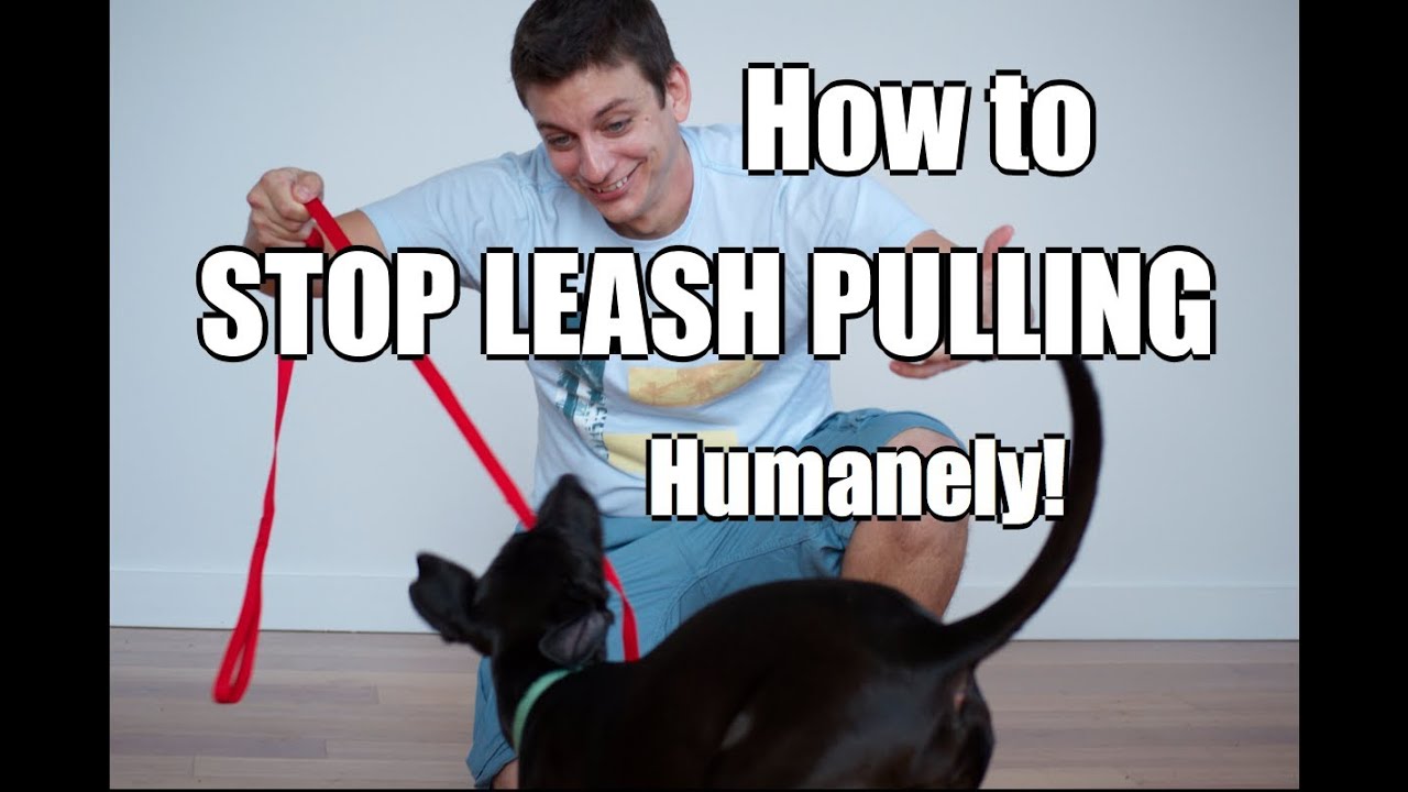 How to Train Your Dog to NOT PULL on the Leash!