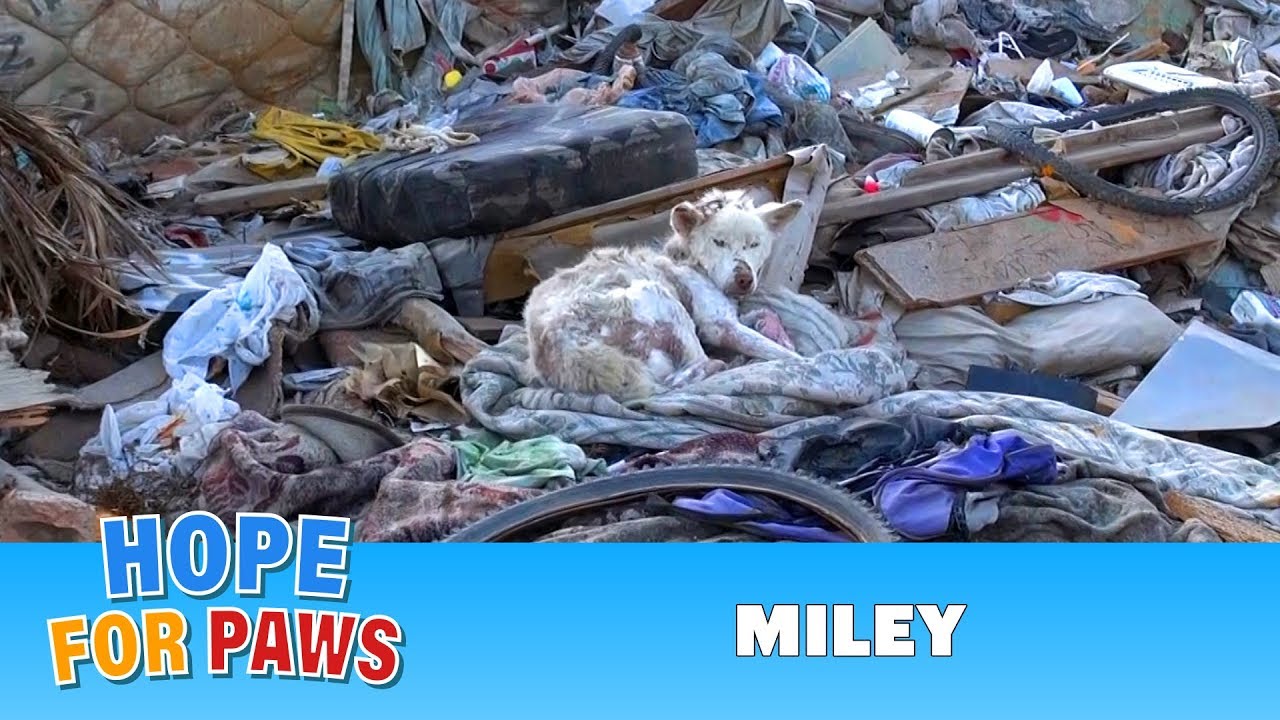 Hope For Paws: A homeless dog living in a trash pile gets rescued, and then does something amazing!