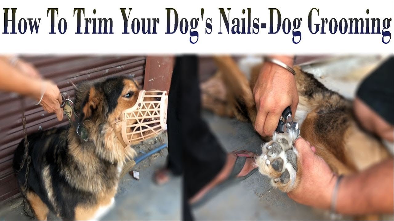 Pet-Care. How To Trim Your Dog’s Nails-Big or Adult Dog Grooming-Bhola shola