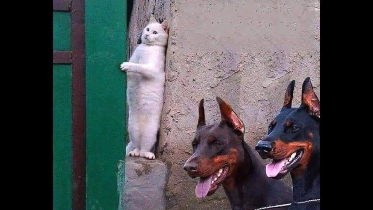 TRY NOT TO LAUGH CHALLENGE  CAT VS DOG  Who Win