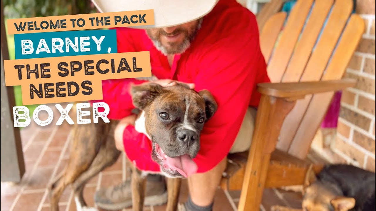 Welcome to the farm Barney the Special Needs Boxer Puppy