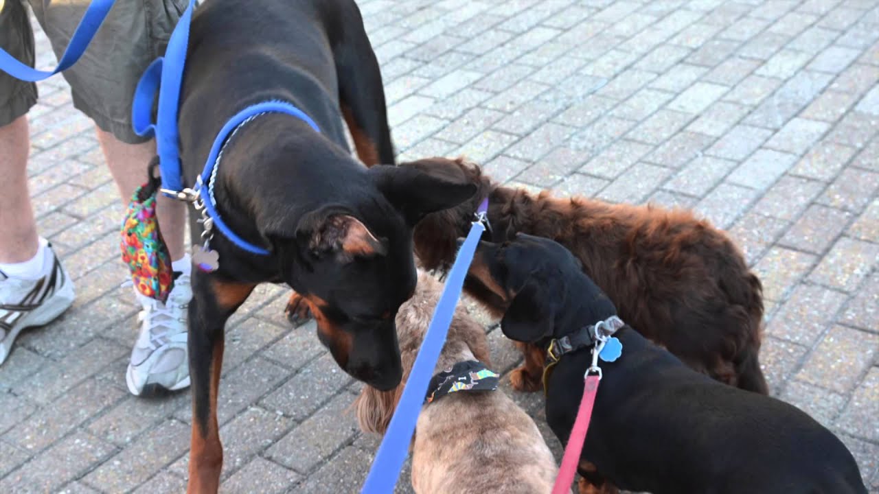 What Makes a Doberman Pinscher Unique? : Dog Care Info