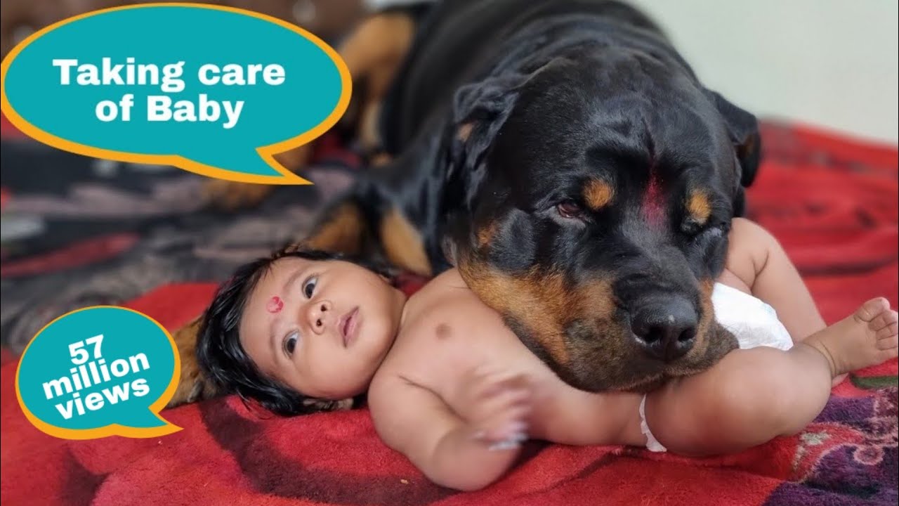 Jerry and Aaru are made for each other.Dog protecting baby