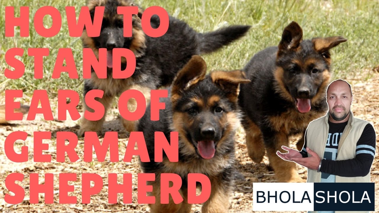 Pet Care Dog | Puppy Ear Problem – How and Why To Stand Ears of German Shepherd | GSD – bhola Shola