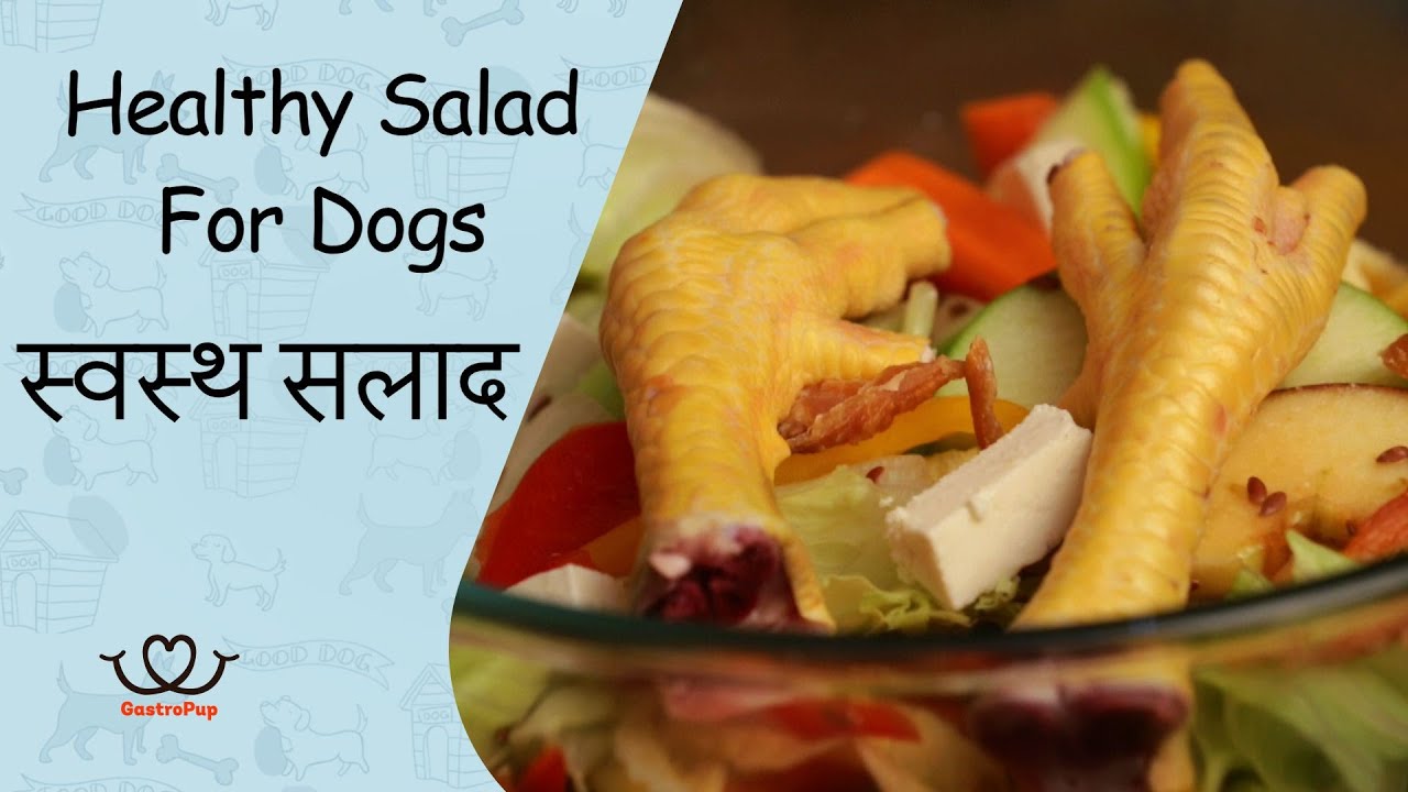 How To Make Healthy Salad For Dogs || Gastro Pup || Dog Food