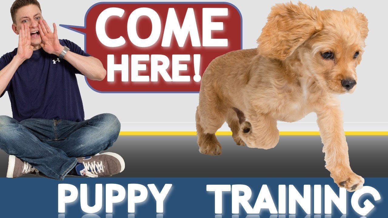 How to Train your Puppy to Come When Called NOW AND FOREVER!