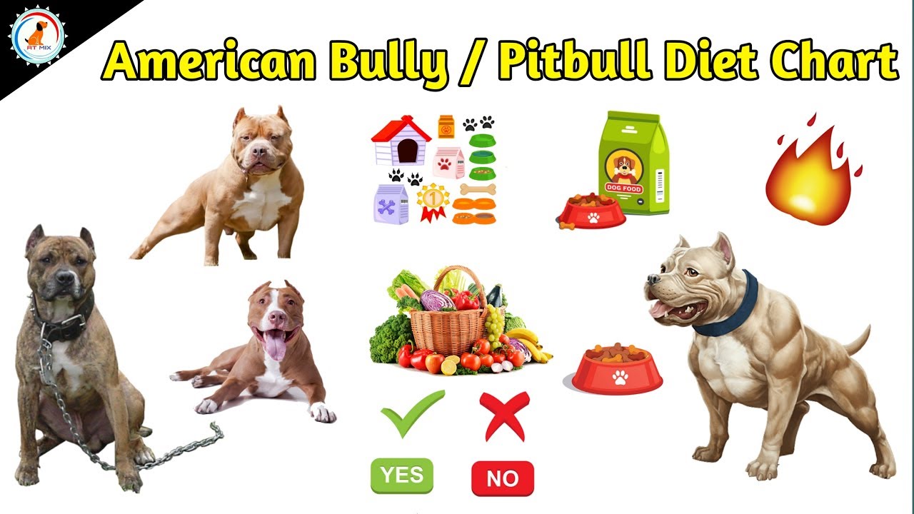 American Bully/Pitbull Diet Chart / Dog diet food  / At Mix