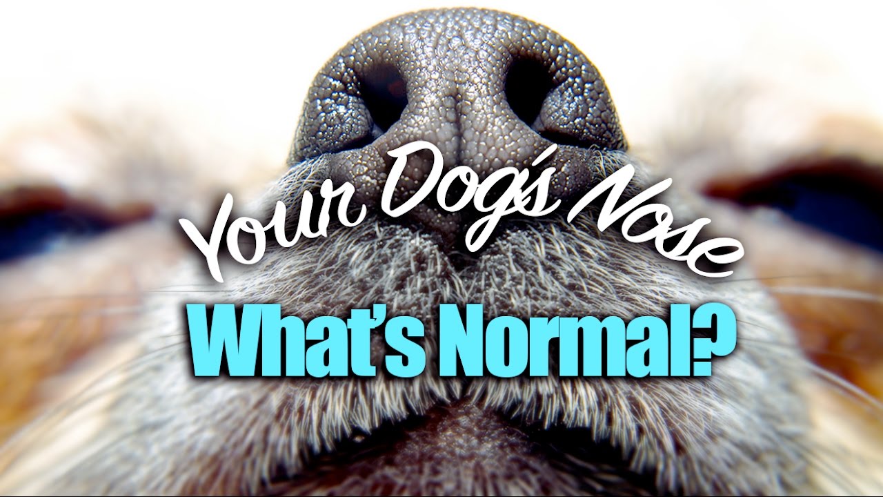 Your Dog’s Nose – What’s Normal?