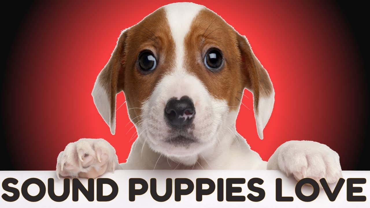 Sound Puppies Love To Hear | HQ